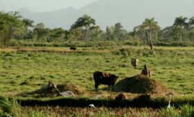 Shooting in Haiti